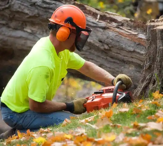 tree services Lakemore